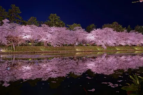 桜・花見の旅行ガイド